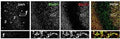 Immunohistochemistry of retinal tissue showing specific staining of Shank at 1:800 dilution. Images are 2048 X 2048, 12 bit, collected with a 40X water objective, 10 stacks 0.55 um per stack.