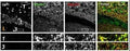 Immunohistochemistry showing colocalization of Shank puncta with VGLUT1 puncta in the intragranular mossy fibers and the stratum moleculare of the dentate gyrus. Confocal immunofluorescence stainings of coronal sections from wild-type mice probed with the Shank1 (white; green in merge) and VGLUT1 (white; red in merge) antibodies. The upper rows (large squares) show the enlarged region (3 = SM; 2 = SG; 1 = PL; scale bar = 100 um), the bottom rows (small rectangles) show further enlargements (indicated in up