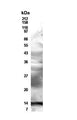 Western Blot of transfected 293 cell lysate showing specific immunolabeling of Resistin. 