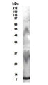 Western Blot of transfected HEK 293T cell lysate showing specific immunolabeling of secreted mouse RELM-beta from media. 
