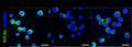 Immunocytochemistry of mouse BV2 microglia cells treated with DMSO, DMSO+lipopolysaccharide, SMSO+SP600125 (a JNK inhibitor), showing specific staining of RELM alpha in green and nuclear staining in blue. 