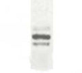 Western Blot of transfected full-length ESDN in 293T cells showing specific immunolabeling of ESDN/DCBLD2.
