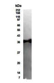 Western Blot of 293T cell lysate showing specific immunolabeling of MAP1.