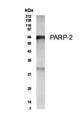 Western Blot of 3T3 cell lysate showing specific immunolabeling of PARP2.