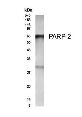 Western Blot of 3T3 cell lysate showing specific immunolabeling of PARP2.
