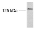 Western Blot of transfected COS cells showing specific immunolabeling of TRPM8.