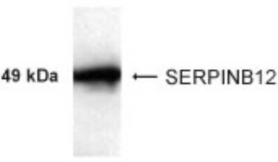 Western Blot of 3 ug of recombinant SERPINB12 showing specific immunolabeling of SERPINB12. 