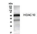 Western Blot of HeLa cell lysate showing specific immunolabeling of HDAC10. 