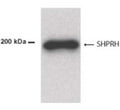 Western Blot of 50 ug of mouse brain lysate showing specific immunolabeling of SHPRH.