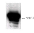 Western Blot of 293 T cell lysate overexpressed with NORE1 showing specific immunolabeling of NORE1.