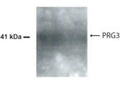Western Blot of 50ug of human heart lysate showing specific immunolabeling of PRG3.