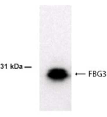 Western Blot of 30 ug of recombinant human full length FBG3 protein showing specific immunolabeling of FBG3.