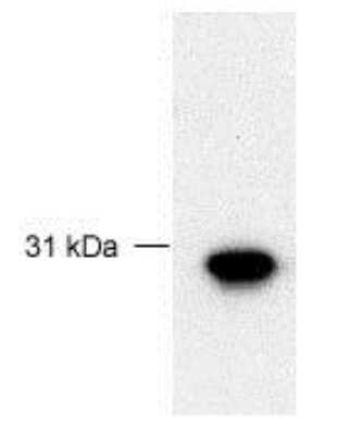 Western Blot of 30 ug of recombinant human full-length FBG4 showing specific immunolabeling of FBG4.