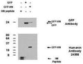 Western Blot of 100 ng of synthetic Humanin peptide and 50 ug of 293 T cell lysates transfected with plasmids encoding GFPc1 or GFP-Humanin showing specific immunolabeling of Humanin. 