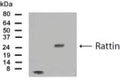 Western Blot of 100 ng of Rattin peptide and 50 ug of 293 T cell lysates transfected with plasmids encoding GFP-Rattin showing specific immunolabeling of Rattin.