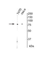 Western blot of T47D cells (left) and HeLa cells (right) showing specific immunolabeling of the ~80 kDa Ku protein at a dilution of 1:500.