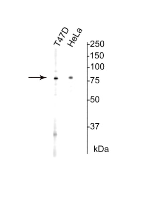 Western blot of T47D cells (left) and HeLa cells (right) showing specific immunolabeling of the ~80 kDa Ku protein at a dilution of 1:500.