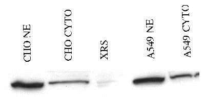 Immunoprecipitation of Ku80 in either CHO or A549 nuclear extracts (NE) or cytoplasmic lysates (cyto). A Ku80 deficient cell lysate, XRS, was used as a negative control.
