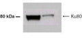 Western Blot of 50 ug lysates of A431 (lane 1) and AR42J (lane 2) cells showing specific immunolabeling of Ku80.
