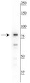 Western blot of HeLa cell lysate showing specific immunolabeling of the ~83 kDa Ku-80 protein.