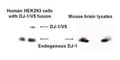 Western Blot of HEK293 cells with DJ-1/V5 fusion, and mouse brain lysates showing specific immunolabeling of Park7(DJ-1).