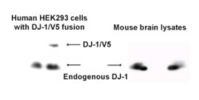 Western Blot of HEK293 cells with DJ-1/V5 fusion, and mouse brain lysates showing specific immunolabeling of Park7(DJ-1).