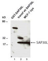 Western Blot of GST-hSAP30L fusion protein in NIH3T3 cells (Lane 1), wild-type transfected hSAP30L (Lane 2), and endogenous hSAP30L in non-transfected MCF-7 cells showing specific immunolabeling of SAP30L.