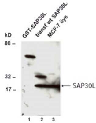 Western Blot of GST-hSAP30L fusion protein in NIH3T3 cells (Lane 1), wild-type transfected hSAP30L  (Lane 2), and endogenous hSAP30L in non-transfected MCF-7 cells showing specific immunolabeling of SAP30L.