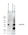Western Blot of Ly6K protein with GST-tag, non-transfected control HEK293T cells, HEK293T cells transfected with Ly6K-GFP construct showing specific immunolabeling of Ly6K.