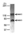 Western Blot of MCF-7 whole cell lysate (15 ug) showing specific immunolabeling of NABC1.