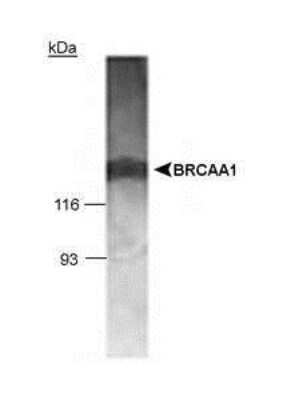 Western Blot of MCF-7 whole cell lysate (15 ug) showing specific immunolabeling of BRCAA1 