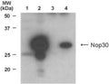 Western Blot of Lane 1: NIH3T3 cells. Lane 2: NIH3T3 cells transfected with NOL3. Lane 3: Recombinant ARC. Lane 4: Recombinant NOL3 showing specific immunolabeling of ARC/NOL3. 