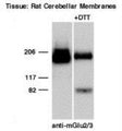 Western Blot of rat brain lysate showing specific immunolabeling of monomeric and dimeric forms of mGluR2/3.