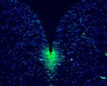 Immunohistochemistry of the ventricular zone of E14.5 mouse medulla showing specific staining of Musashi-1. Image taken at 200x magnification. The sections were 4% PFA fixed, paraffin-embedded and cut at 5 microns.
