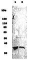 Western Blot of 10 ug of rat neural stem cell lysate (lane 1) and normal human brain lysate (lane 2) showing specific immunolabeling of Musashi-1.