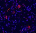 Immunohistochemistry of rat brain frozen sections (cingulate cortex) showing specific staining of mGluR1 in red. DAPI was used to counterstain cell nuclei (blue). 