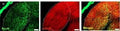 Immunohistochemistry of mGluR and 5-HTR subtypes in dLGN of Galpha11-/- mice. mGluR1alpha-specific antibodies caused strong staining as in the dLGN of Galphaq/Galpha11-/-mice. Scale bars indicate 100 um. Image from the following publication (http://journal.frontiersin.org/article/10.3389/fncel.2010.00132/abstract) licensed under a CC-BY license.