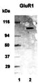 Western Blot of 20 ug of human brain lysate showing specific immunolabeling of mGluR1.