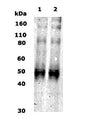Western Blot of 10 ug of human brain lysate (lane 1) and rat brain lysate (lane 2) showing specific immunolabeling of Kappa Opioid Receptor / KOR-1.