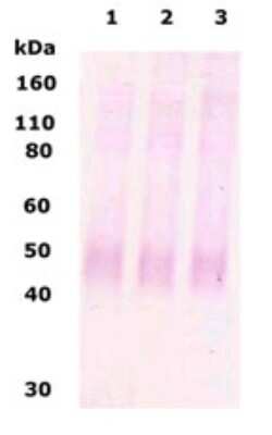 Anti-Mu Opioid Receptor Antibody | 24554