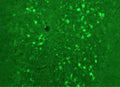 Immunostaining of rat cerebellum showing fluorescence of calretinin (Cat. 303-CAL, green, 1:500) containing cells.