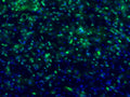 Immunostaining of mouse brain labeling c-Fos protein in green (Cat. 309-cFOS, 1:1000) and DNA with DAPI. Photo courtesy of Adam Almeida, University of Colorado.