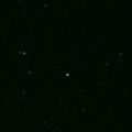 Immunolabeling of a section of rat brain that specifically labels c-FOS protein (Cat. 309-cFOS, green, 1:1000). Frozen sections were fixed with 4%PFA for 24 hours. Before performing free floating immunohistochemistry, sections underwent antigen retrieval
