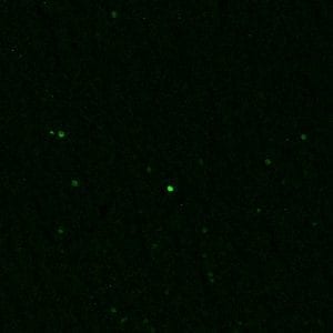 Immunolabeling of a section of rat brain that specifically labels c-FOS protein(cat. 309-cFOS, green, 1:1000). Frozen sections were fixed with 4%PFA for 24 hours. Before performing free floating immunohistochemistry, sections underwent antigen retrieval with sodium citrate (pH6.0) for 30 minutes at 80˚C. Image kindly provided by Angela Gonzalez, Washington State University, Vancouver.