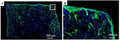 Immunolabeling of a hiPSCs seeded sponge section cultured for 28 days labeling COL1A1 (Cat. 322-COLT, 1:100, green) expression and nuclei are labeled with DAPI. Image from publication, CC-BY-4.0. PMID: 39664802.