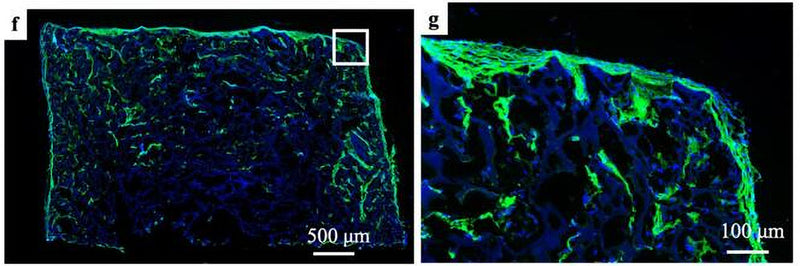 Immunolabeling of a hiPSCs seeded sponge section cultured for 28 days labeling COL1A1 (Cat no 322-COLT, 1:100, green) expression and nuclei are labeled with DAPI. Image from publication, CC-BY-4.0. PMID: 39664802.