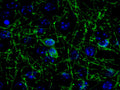 Immunochemical staining of saline treated mouse cortex cryosections showing specific labeling of CNP (Cat. 325-CNP, green, 1:500). The blue is staining DNA. The bisected longitudinal mouse brain was fixed for 18h in 4% paraformaldehyde, washed,