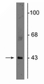 Western blot of rat cerebellar lysate showing specific immunolabeling of the ~43 kDa connexin43 protein. 