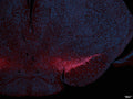   Immunostaining of a frozen section of paraformaldehyde-fixed mouse brain showing specific immunolabeling of DDC (1:500) in red and fluorescent Nissl (blue). Photo courtesy of Tom Finger, University of Colorado School of Medicine. 