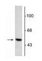 Western blot of 5 µg of bovine adrenal medulla lysate showing specific immunolabeling of the ~55 kDa DOPA decarboxylase protein.
